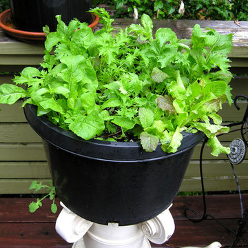 Container plantings and Edible container plantings | Artistry Landscaping Design