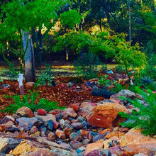 Oak Ground cover