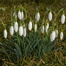 outdoor plants