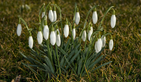 Der Garten im Februar – was jetzt zu tun ist