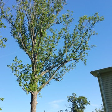 No tree