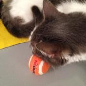 Kate Schwartz's photo