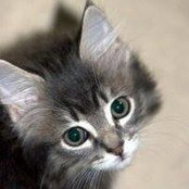 Silas Cats foto