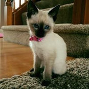 Amy Wagner Lesniewski's photo