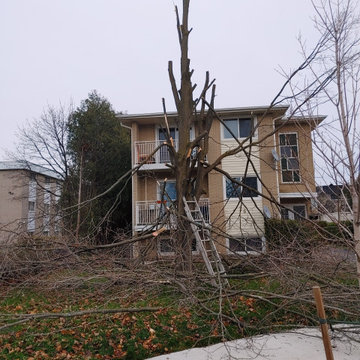 Tree Removal