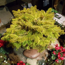 Gardens & Plantings - Outdoor Pots And Planters