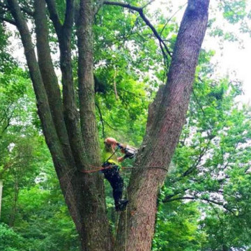 West Bloomfield Tree Service & Removal