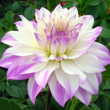 Summer Color and Foliage