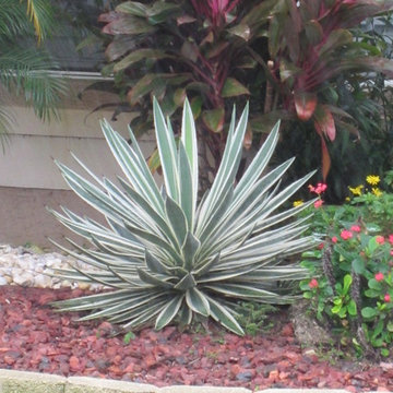 Individual Plant Photos # 1:Customer Aid (Not complete- hundreds will be here)