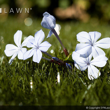 SYNLawn | Close-up Shots