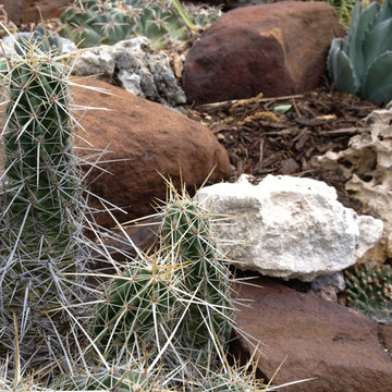 Xeriscape #3