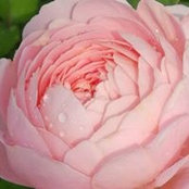 Foto de Smaranda Rosa
