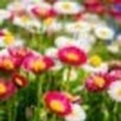 Sonya Subash's photo