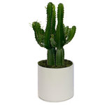 Scape Supply - Live 2' Euphorbia 'Trigona' Green Cactus Package, White - The Euphorbia 'Trigona' Cactus package is a great smaller plant option for any southwest, modern, or eclectic interior design style.  This cactus is a hearty cactus in a green color that loves light and requires minimal watering to stay healthy and happy.  This package stands about 2 foot tall and comes in a 12 inch professional planter with a moss covering.