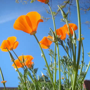 California Native Plants