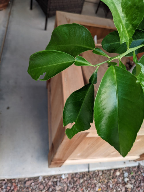 What's eating my citrus leaves?
