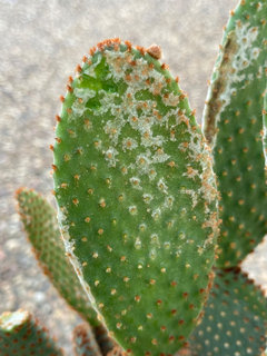 Is my Opuntia Microdasys okay? | Houzz Forum