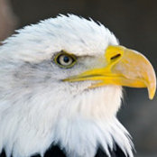 Rizwan Qureshi's photo