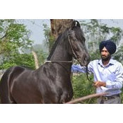 Photo de Amritpal Singh Rupal