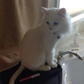 Trisha Smith's photo