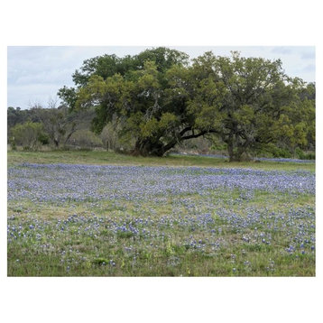 "Field of bluebonnets in the Texas Hill Country, near Burnet" Paper Art, 34"x26"