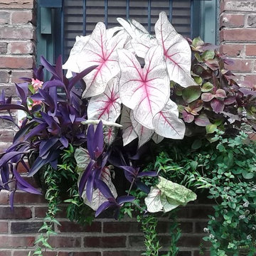 Window Boxes and Planters