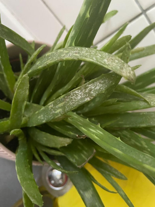 Why my Aloe Vera has white dots?