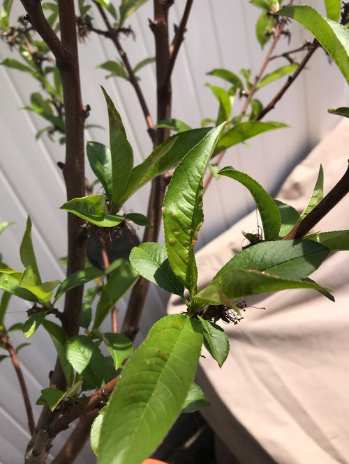 nectarine tree disease