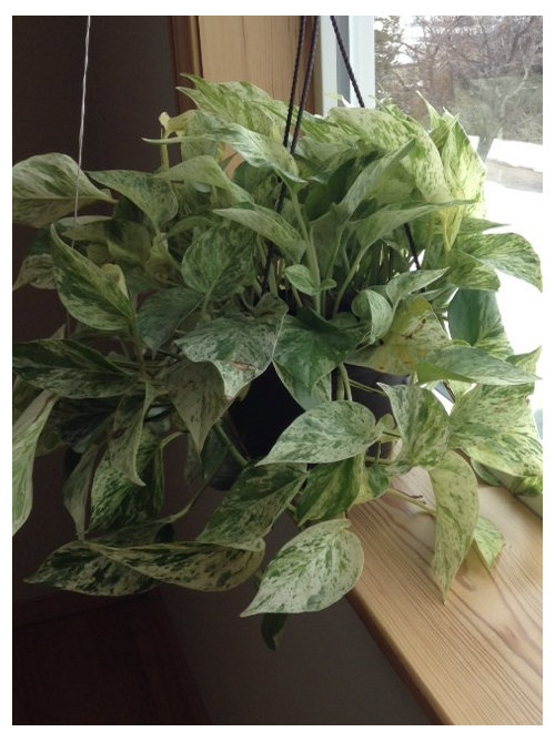 My Pothos