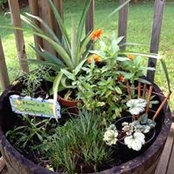 Vickie Shows's photo