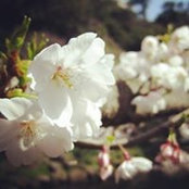 Thai Huong's photo