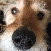 Diane Saraceni's photo
