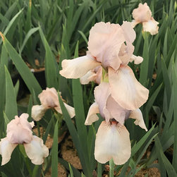 Current Featured Plants - Products