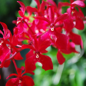 Renanthera orchid