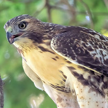 Bird photos