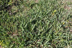 Did Rain Wash Away My Weed N Feed Third Photo Also This Seems To Be A New Weed I Have Year It S Not Too Familiar Me But Maybe Just Had Few In The Past There