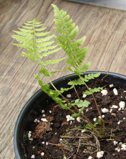 Fern ID and is it a perennial?