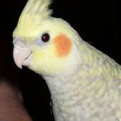 Patsy Carbonetti's photo