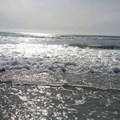 Shelly Williams's photo