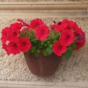 Elba Guajardo's photo