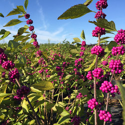 Current Featured Plants - Products
