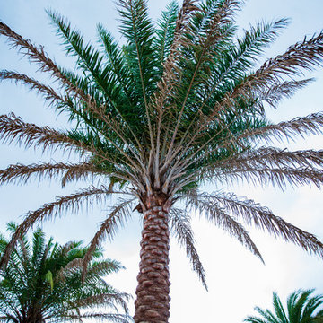 A Tropical Getaway