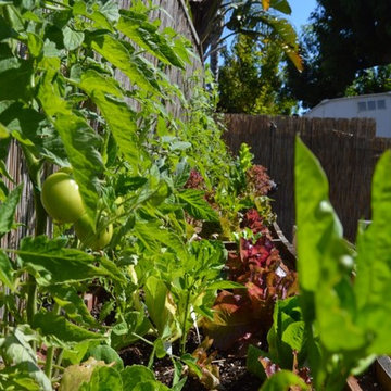 Organic Edible Gardens