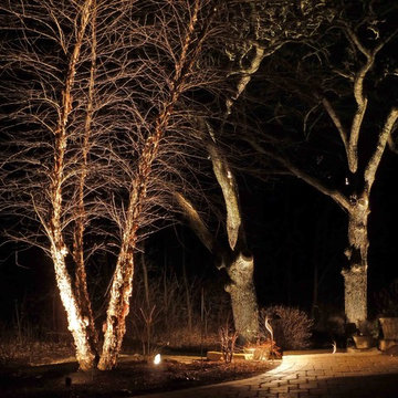 Tree Lighting