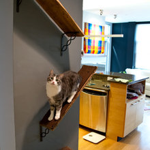 Cat story