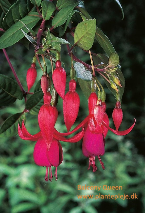 Fuchsia liste 2020 (her ses fotos af en mindre del af de fuchsia vi producere)