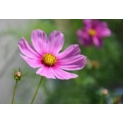 Mary Tac's photo