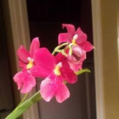 Susan Dickie's photo
