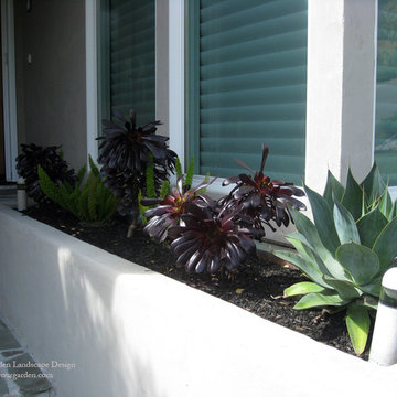 Modern Landscape and Planters with Architectural Plants - Greenbrae, CA