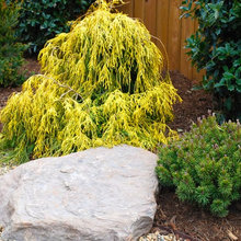 Yard and Garden - Conifer/Zen Garden